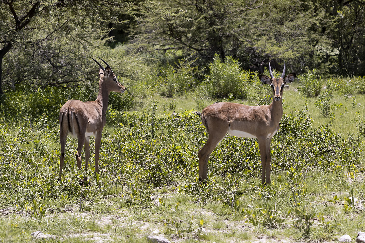 13 - Etosha 